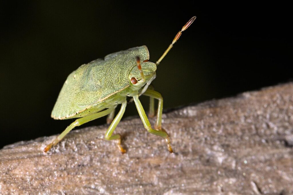 cimice verde su legno non riesce ad entrare da finestra con zanzariera estetika bettio latina